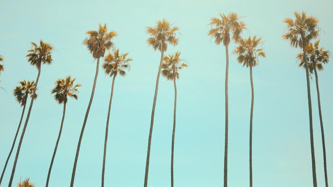 CA palms 